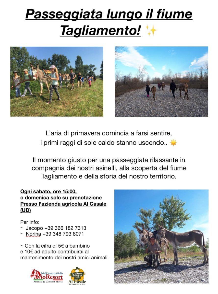 52071555 328893454397995 3623518681906020352 o 890x1197 Passeggiate con gli asini lungo il Tagliamento ogni sabato